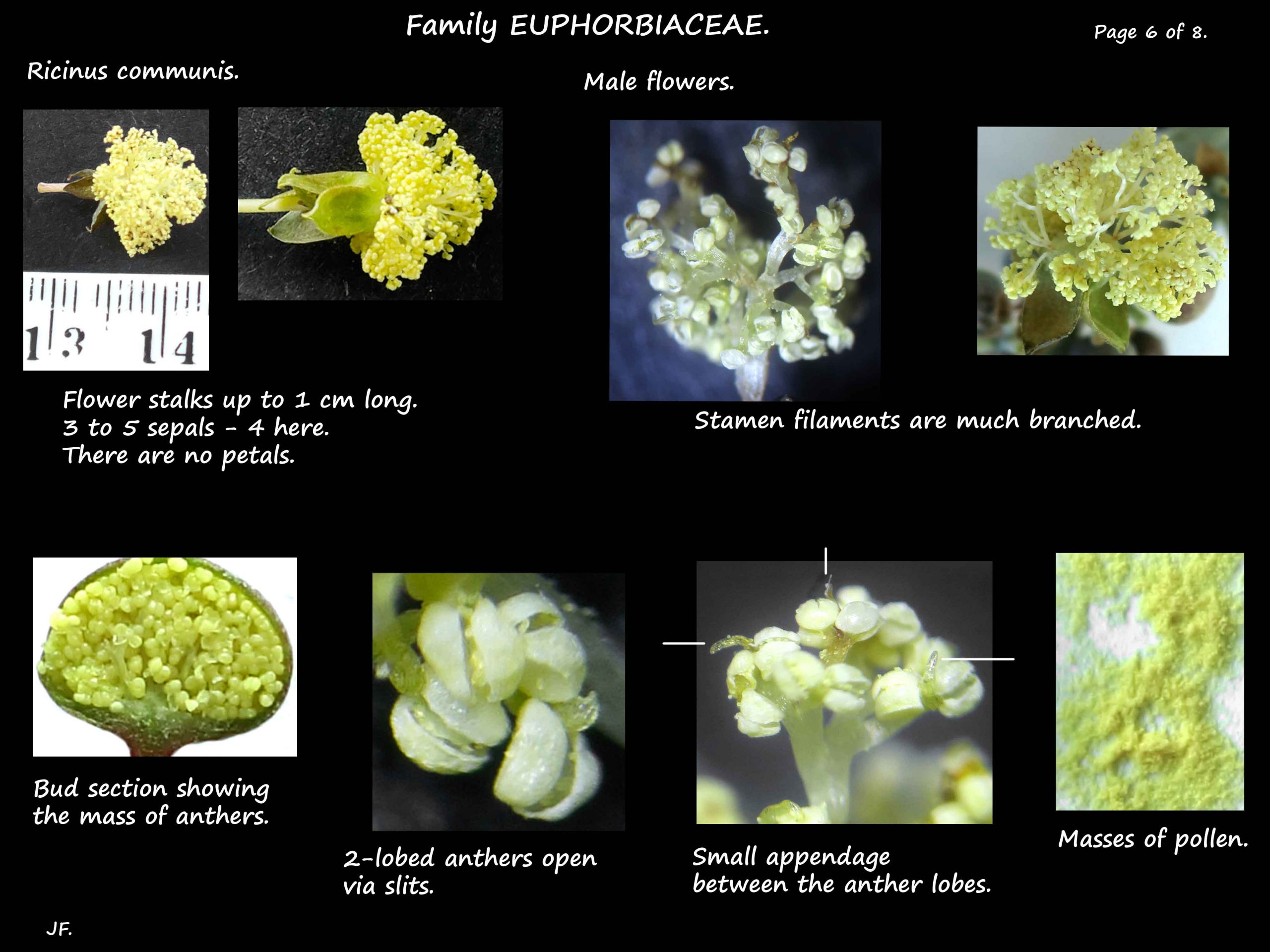 6 Male flowers of Ricinus communis